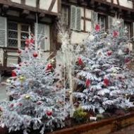 sapins-de-Noel.jpg