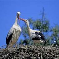 couple-cigogne.jpg