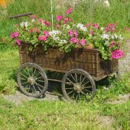 DSC03444-Geraniums.jpg
